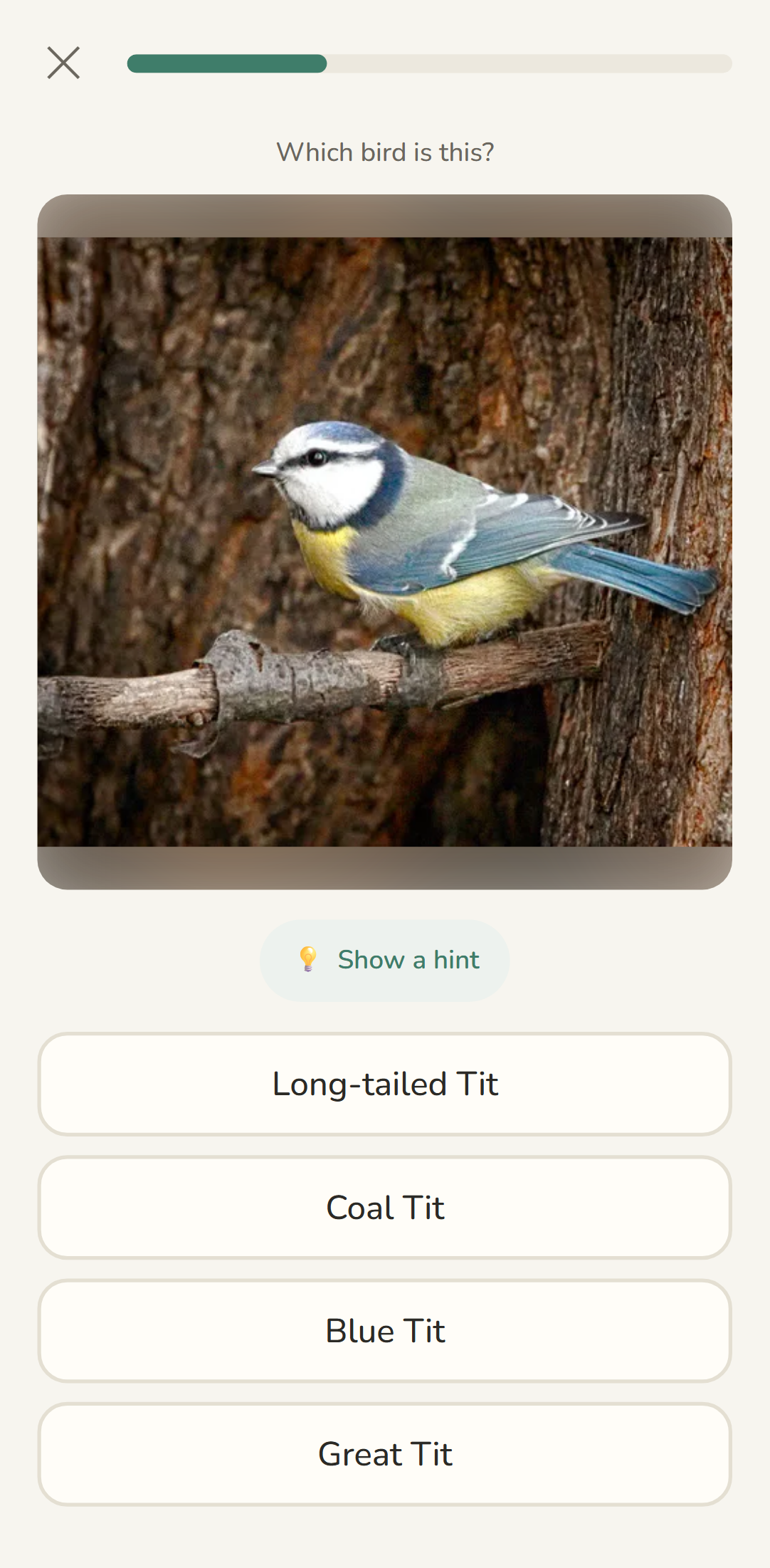 Learn Birds quiz. A photo of a Blue Tit with name options to choose from